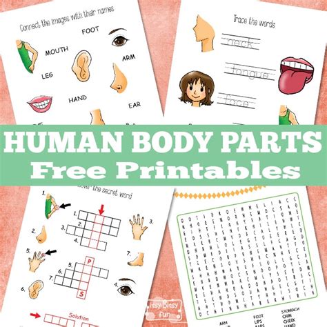 learn  body parts itsy bitsy fun