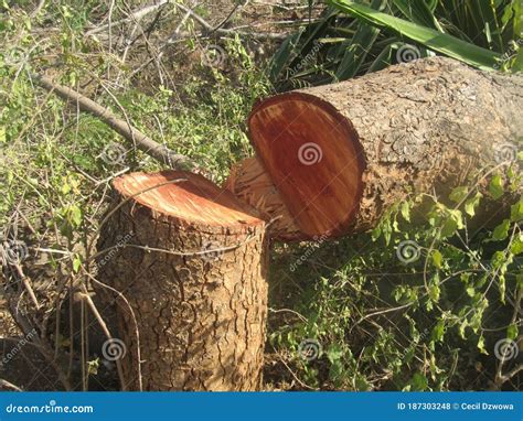 tree stumb   cut  tree stock photo image  conservation cutter