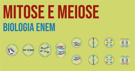 mitose  meiose   sao como acontecem  diferenca
