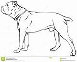 Cane Corso Clipart Drawings 07kb 1050px 1300 sketch template