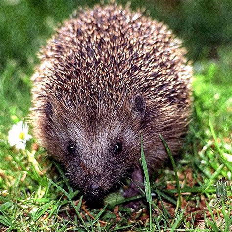 fotokreativ stegmann tiere