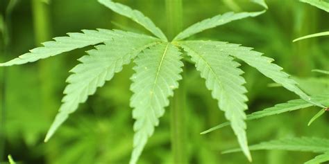 grow marijuana indoors growing cannabis plants  soil