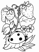 Coloring Pages Ladybug Bug Print Strawberry Kids sketch template