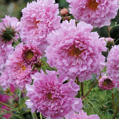 cosmos seeds  top cosmos annual flower seeds