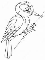 Coloring Woodpecker Pages Woodpeckers Birds Recommended sketch template