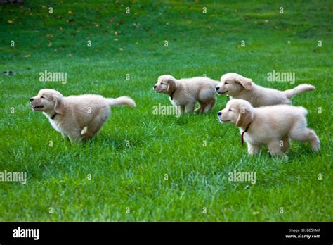 images  puppies running   gathered  sweetest