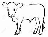 Calf Cow Clipart Silhouette Drawing Illustration Clip Calves Clipartpanda Isolated Getdrawings Beef Cows Cliparts Panda Salvo Shareasale sketch template