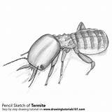 Termite Pencil Insects Pencils Drawingtutorials101 Lapse Paintingvalley sketch template