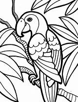 Sketsa Papagaio Burung Hewan Cendrawasih Marimewarnai Kidscp Terbaik Esses Demais Começarem Variedade Hora Fofinhos Pequeninos Ter São Poplembrancinhas sketch template