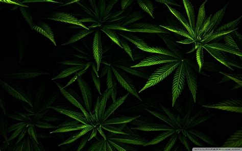 trippy marijuana wallpapers top  trippy marijuana backgrounds