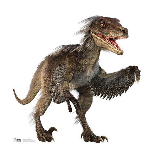 velociraptor pictures facts  dinosaur