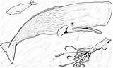 Whale Coloring Pages Whales Sperm Octopi sketch template