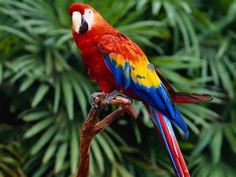 parrot world information