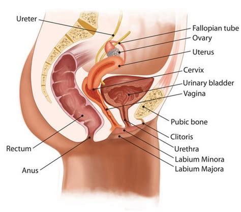 Ich Habe Gehört Das Die Klitoris Für Den Orgasmus
