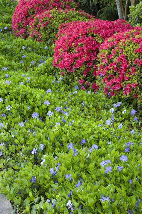 bowles common periwinkle plants ground cover shade ground cover plants