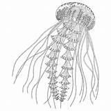 Jellyfish sketch template