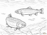Trout Trucha Fish Arcoiris Truchas Trouts Trota Cutthroat Supercoloring Forellen Stampare Ausdrucken sketch template