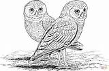 Owl Coloring Pages Printable Owls Burrowing Adults Hard Kids Print Animals Color Mosaic Realistic Barn Animal Difficult Online Colouring Adult sketch template