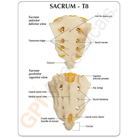 sacrum  anatomical model clinical charts  supplies