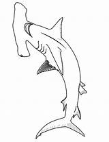 Shark Hammerhead Coloring Pages Printable Color Template Print Clipart Sharks Drawing Great Choose Clip Board sketch template