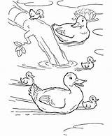 Pond Coloring Duck Swimming Baby Ducks Pages Animal Farm Drawing Color Animals Drawings Kids Sheets Netart Print Printable sketch template