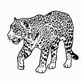 Coloring Pages Big Cats Popular Cat sketch template