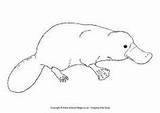 Platypus Aboriginal sketch template