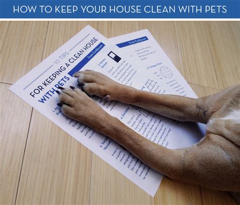 tips  keeping  clean home  pets curbly