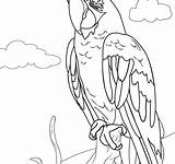 Macaw Drawing Scarlet Coloring Blue Getdrawings sketch template