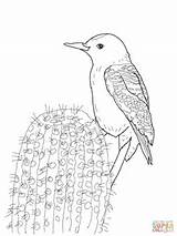 Woodpecker Gila Coloring Pages Drawing Printable Woodpeckers Categories sketch template