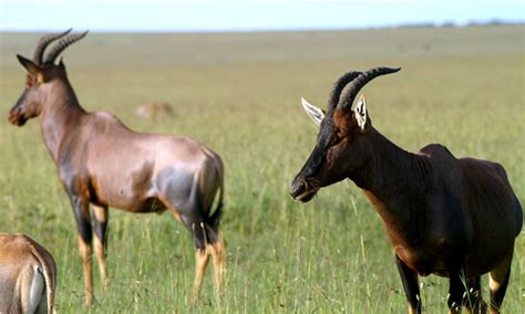 male antelopes scare partners into sex the new york times