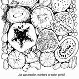 Fruits Exotic sketch template