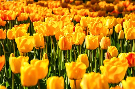 beautiful yellow tulips  stock photo public domain pictures