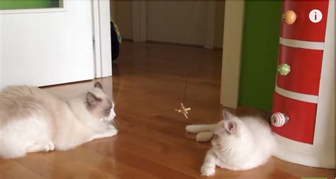 kitten comes to new home but then he sees the old cat he just can t resist the love the meow