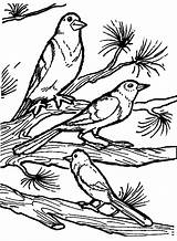 Vogels Vogel Oiseaux Pajaros Uccelli Coloriage Ausmalbilder Aves Disegno Ninos Dieren Oiseau Preleva Cl sketch template