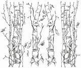 Birch Tree Drawing Coloring Leaf Imgarcade Trees Pages sketch template
