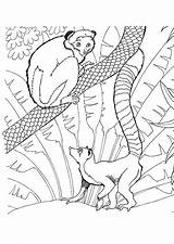 Coloriage Singe Savane Colorier Hugolescargot Singes Coloriages Hugo Lemur sketch template