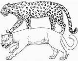 Leopard Coloring Pages Cougar Cheetah Print Puma Animals Printable Tigers Color Drawing Clipart Getcolorings Comments Coloringhome Getdrawings Library Search Sheet sketch template