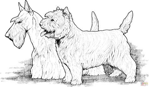 dibujo de scottish terrier  west highland terrier  colorear
