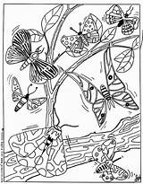 Coloring Butterfly Pages Magique Coloriage Butterflies Papillon Adults Flower Birds Color Imprimer Printable Online Print Papillion Sheets Hellokids Animal Getdrawings sketch template