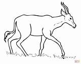 Antelopes Mammals Colorare Dik Antilope Hartebeest Ispirazione Imac Bambini sketch template