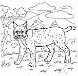 Bobcat Lince Lynx Capibara Rossa Printmania Animali Roux Mammiferi sketch template