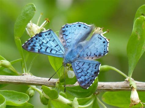 Blue Metalmark Butterfly Identification Facts And Pictures