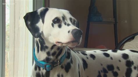 shes  hero dalmatian puppy alerts pierce county family  house