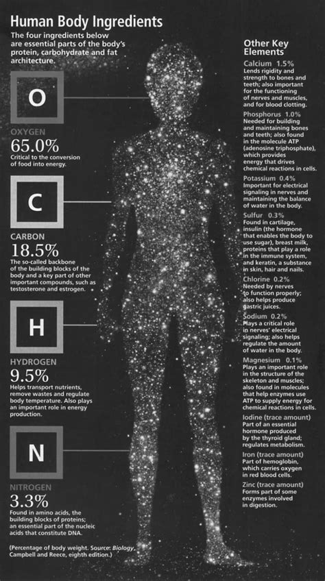 human body ingredients daily infographic