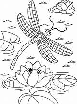Libelle Waterlelie Kleurplaat Dragonfly Seerose Insecten Ausmalbild Beestjes Lily Boven Vliegt Kleurplaten Libellen Malvorlage sketch template