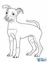 Coloring Pages Dog Pinscher Miniature Puppy Doberman Rottweiler Weimaraner Printable Schnauzer Sheets Drawing Jack Colouring Print Mini Color Weiner Cute sketch template