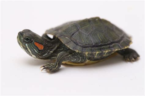 baby red eared slider care guide nature discovery