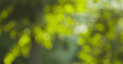 photo blur background merry  light