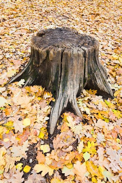 premium photo oak stumb  autumn forest